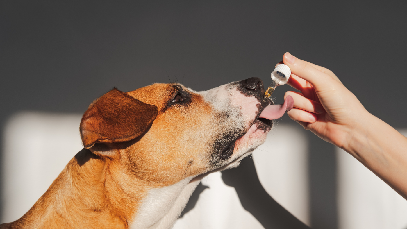 Is Lemon Essential Oil Safe for Dogs?