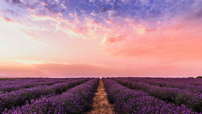 A Comprehensive Guide to The Fragrance of Lavender and Its Benefits