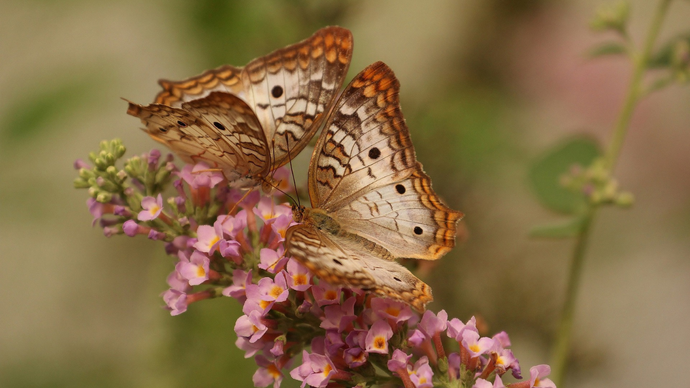 Pheromone Infused Scents for Women