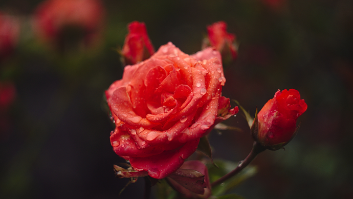 Smell the Difference: Rose Water vs. Rose Hydrosol