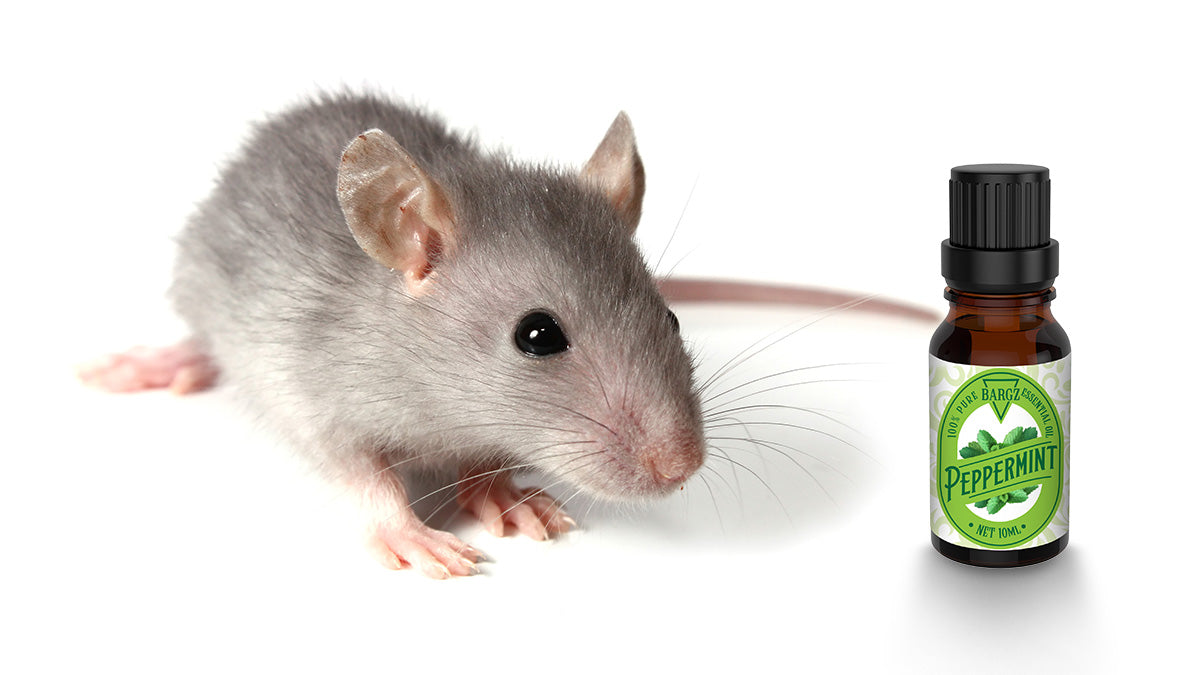 How to Use Peppermint Essential Oil to Get Rid of Mice?