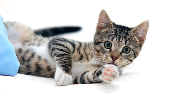 Essential Oil for Cats & How to Safely Use Them