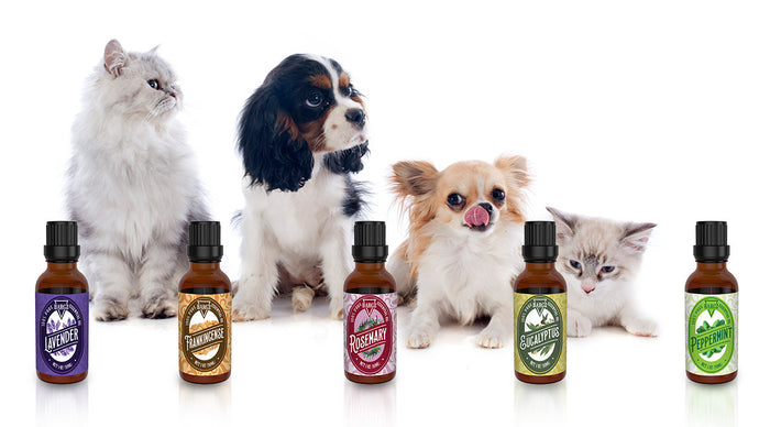 Essential Oils & Pets: 5 Essential Oils Safe for Pets