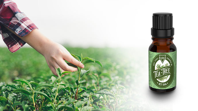 What Is Tea Tree Essential Oil Good For? Learn About The 10 Benefits of Tea Tree Oil & Its Uses