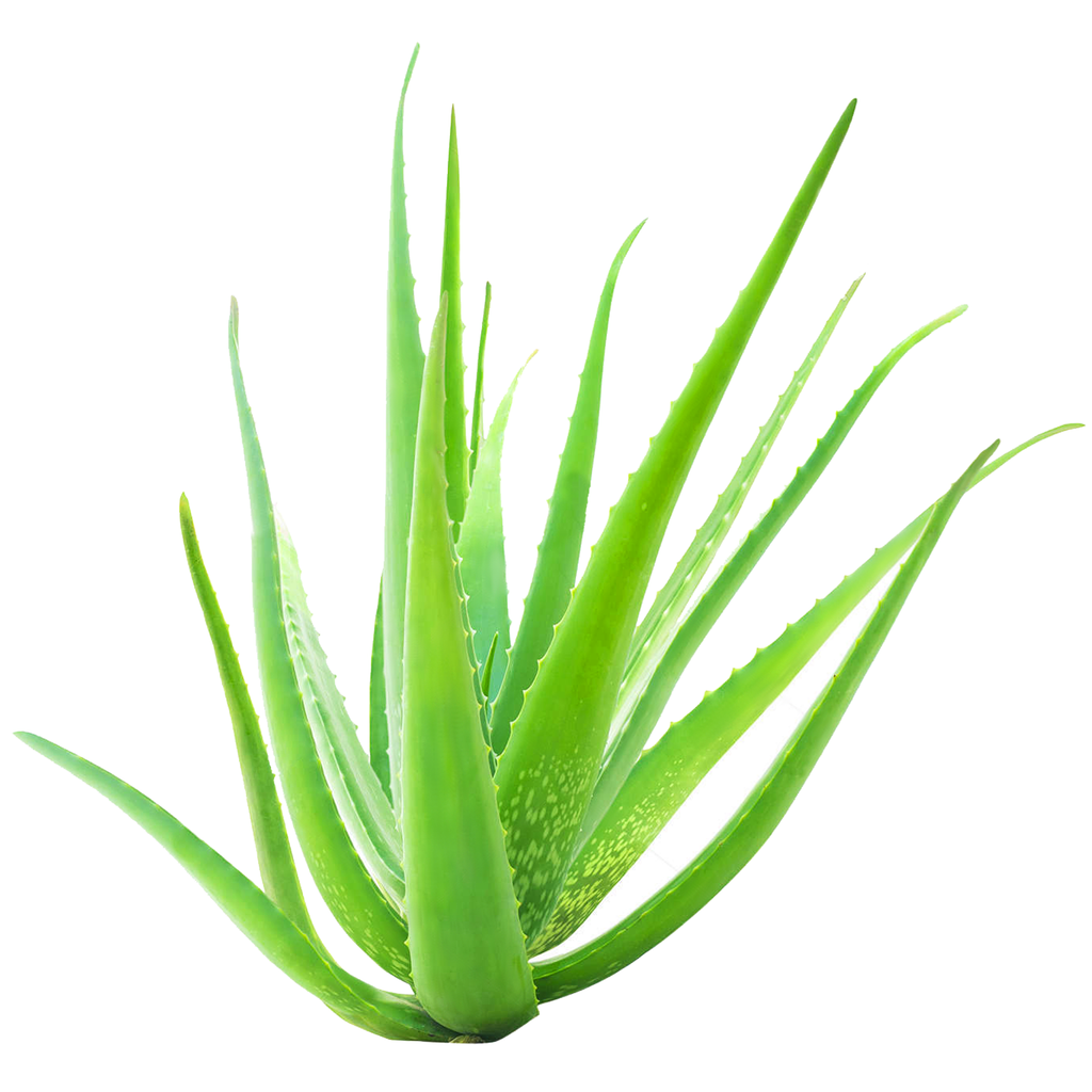 Aloe Vera Carrier Oil