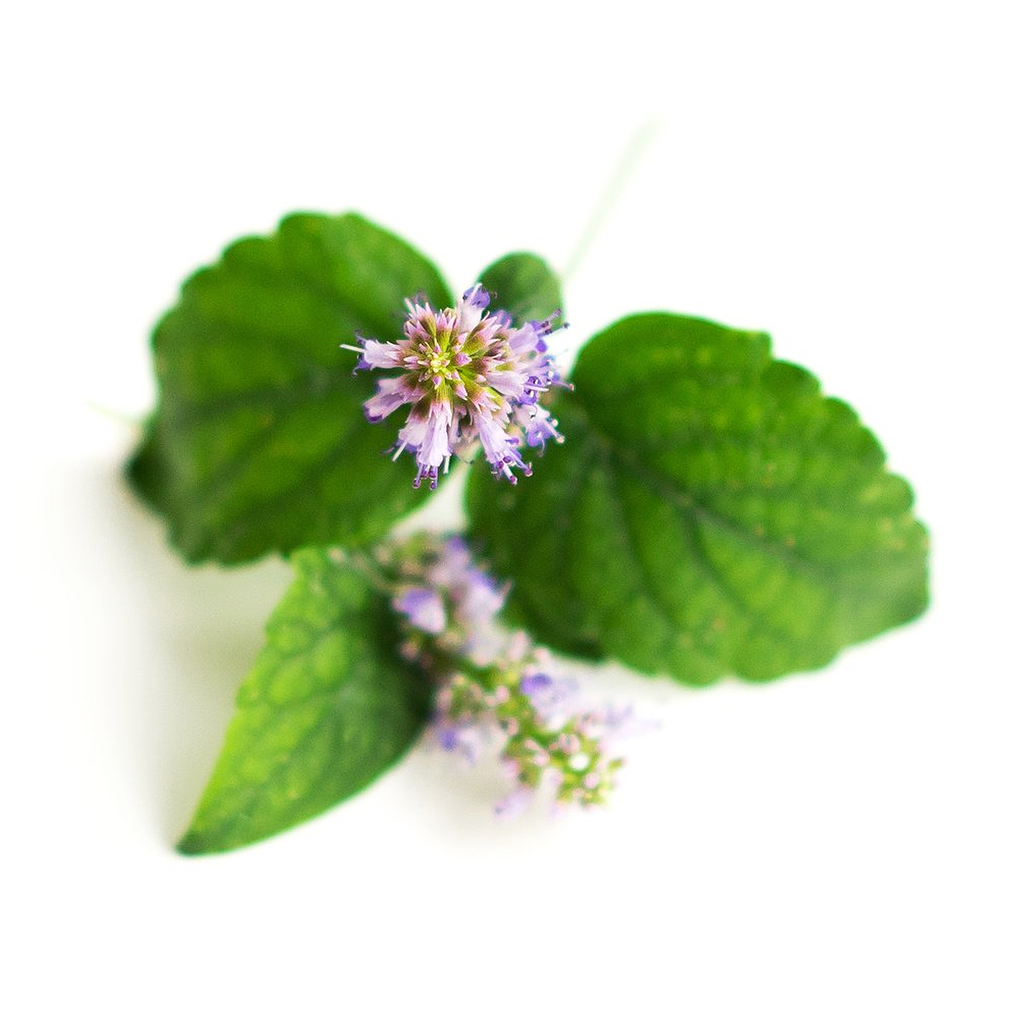 Patchouli Essential Oil