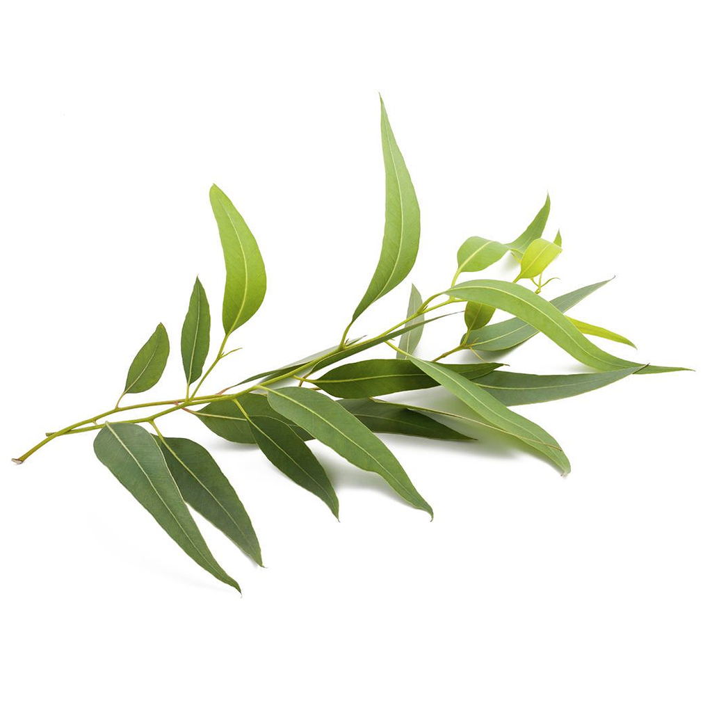 Eucalyptus Essential Oil