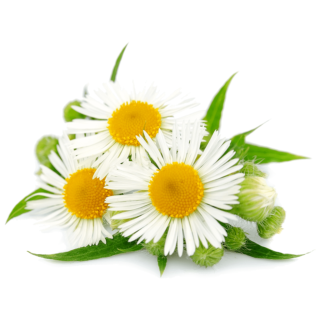 Roman Chamomile Essential Oil