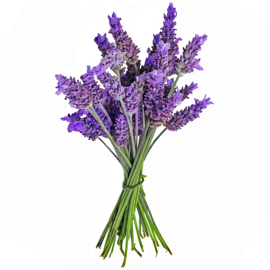 Lavender Essential Oil