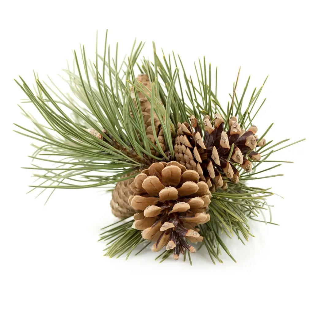 Pine Essential Oil