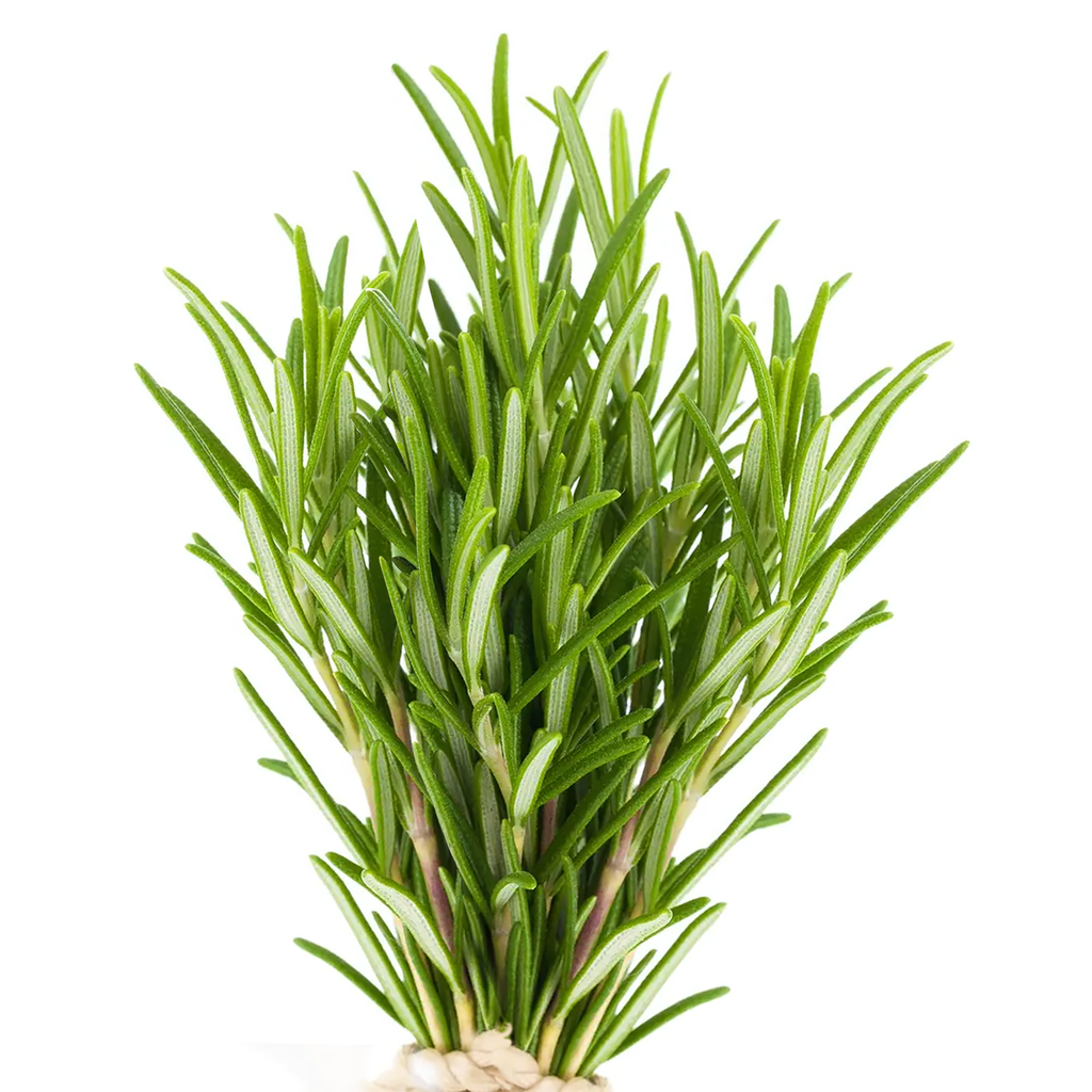 Rosemary Essential Oil