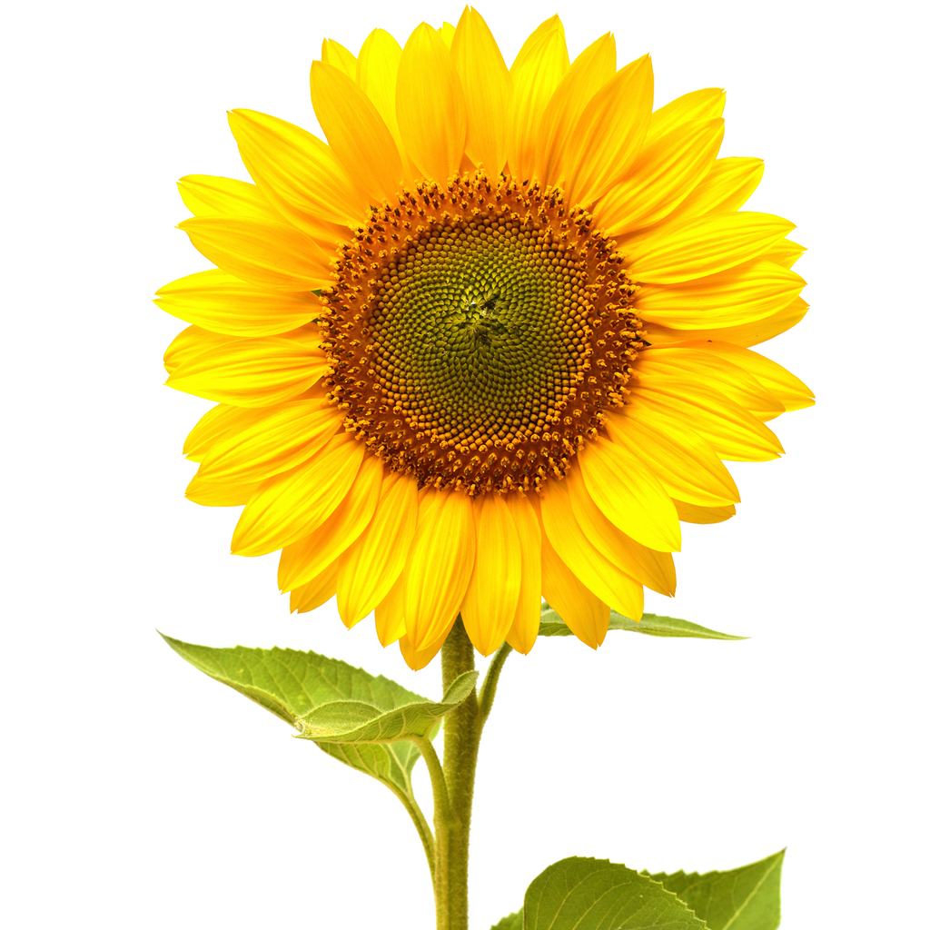 Sunflower Carrier Oil