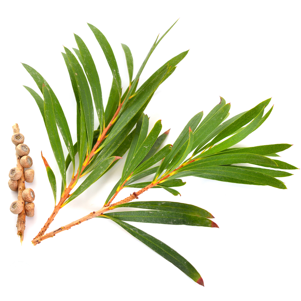 Tea Tree Essential Oil